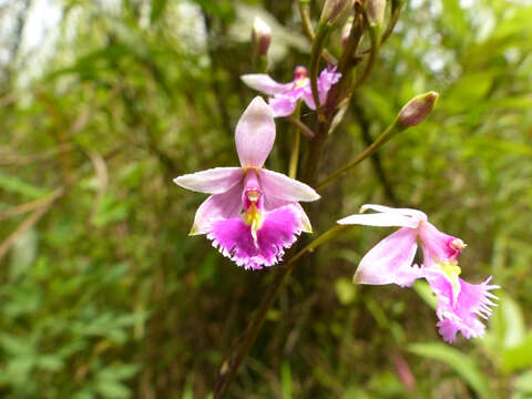 Image of Epidendrum calanthum Rchb. fil. & Warsz.