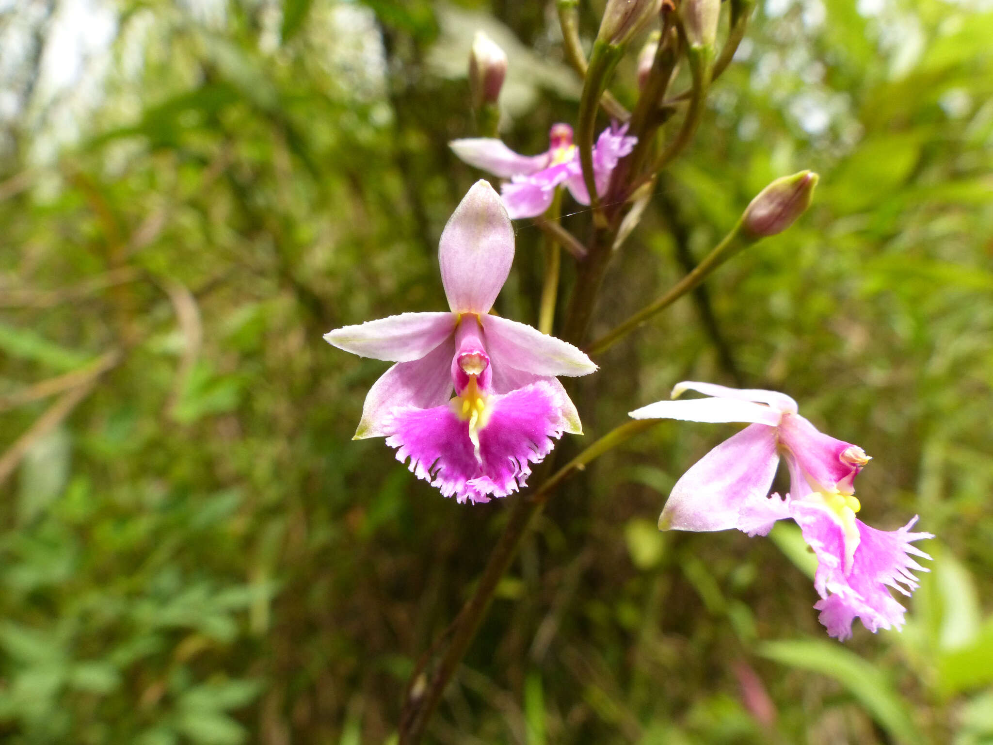 Слика од Epidendrum calanthum Rchb. fil. & Warsz.