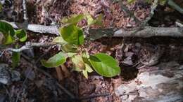 Karomia microphylla (Moldenke) R. Fern.的圖片