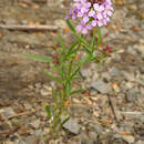 Imagem de Dontostemon dentatus (Bunge) Ledeb.