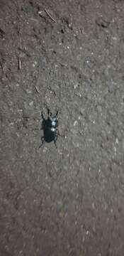 Image of smallstagbeetle