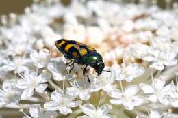 Sivun Castiarina flavopicta (Boisduval 1835) kuva