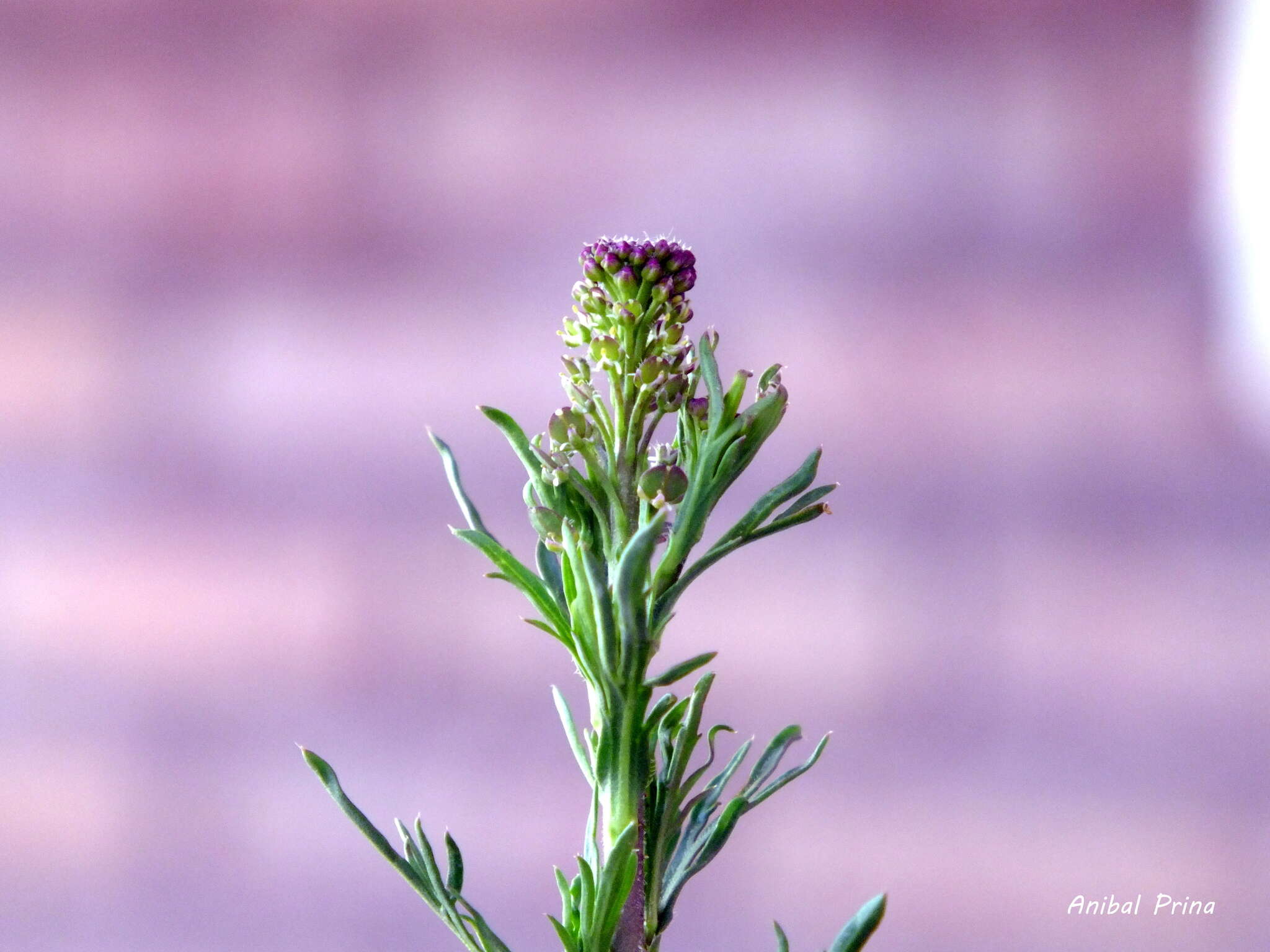 Image of Argentine pepperwort