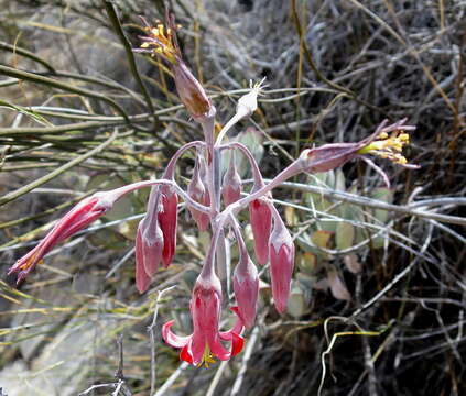 Image of <i>Cotyledon <i>orbiculata</i></i> var. orbiculata