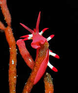 Image of Okenia nakamotoensis (Hamatani 2001)