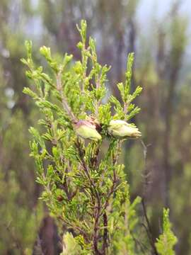 Image of Wachtliella ericina (Low 1885)