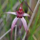 Image of Grampians spider orchid
