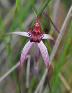 Image of Grampians spider orchid