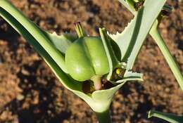 Image of Euphorbia calyptrata Coss. & Kralik