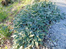 Imagem de Stachys cretica subsp. salviifolia (Ten.) Rech. fil.