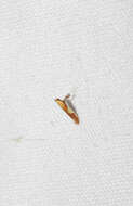 Image of Caloptilia packardella (Chambers 1872)