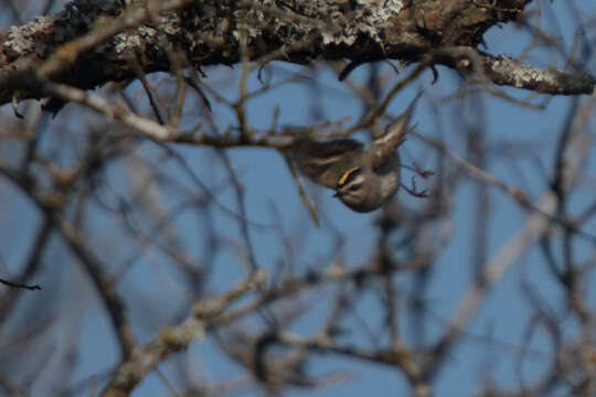 Image of goldcrests and kinglets