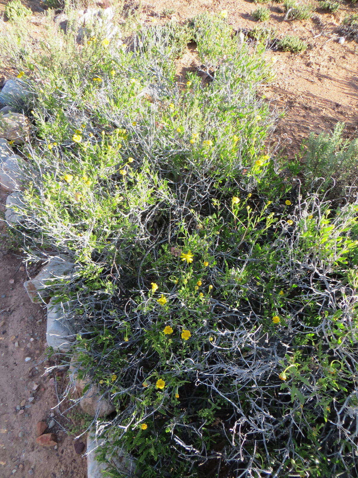 Plancia ëd Osteospermum sinuatum var. sinuatum