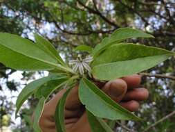 Image de Scaevola procera Hillebr.