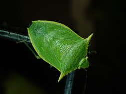 Image de Loxa viridis (Palisot 1811)