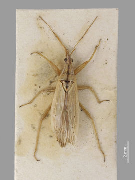 Image of <i>Nabis maoricus</i> Walker 1873