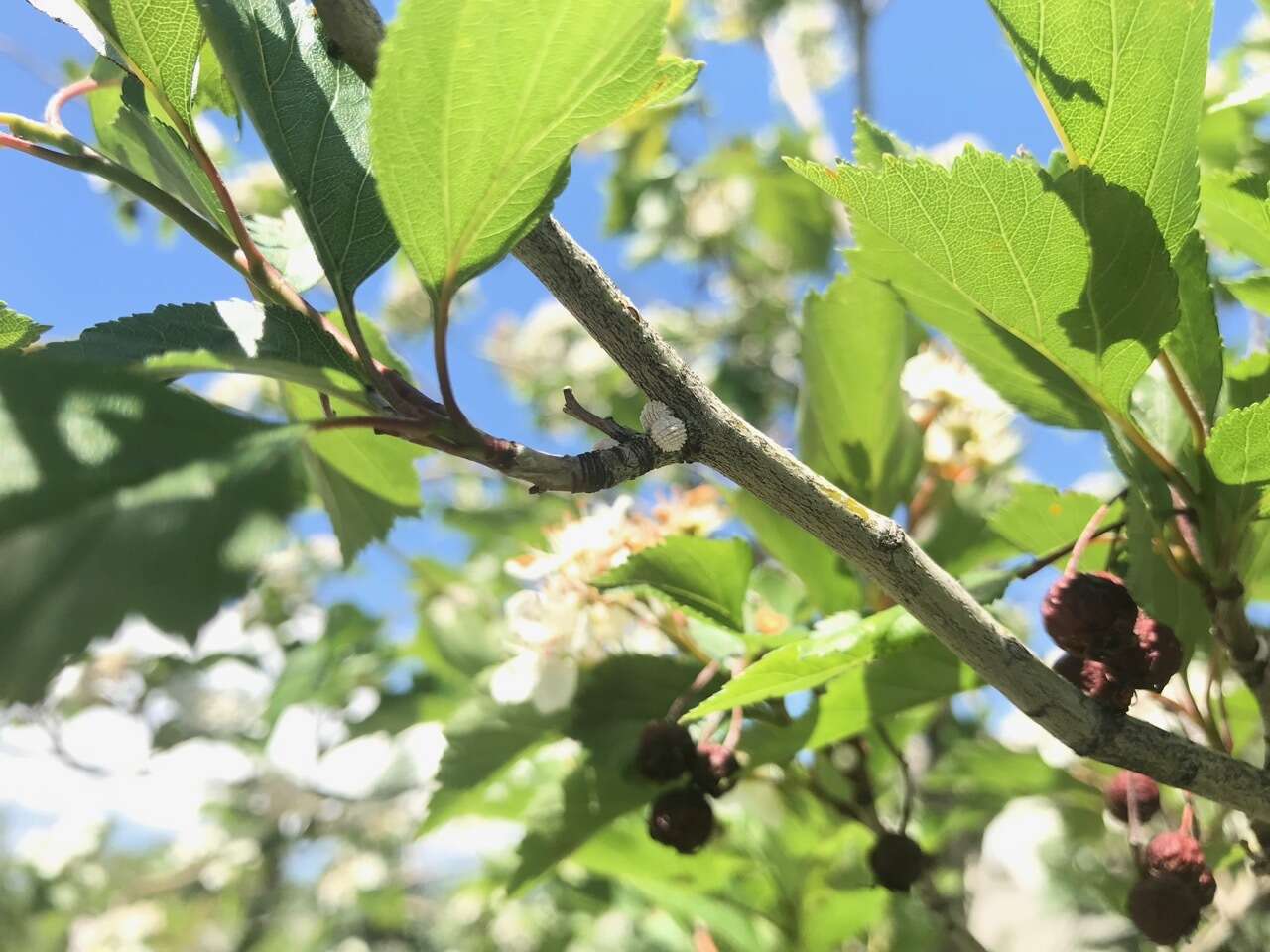Image of Hawthorn mealybug