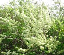 Image of Spiraea crenata L.