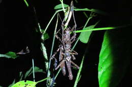 Image of Haaniella echinata (Redtenbacher 1906)