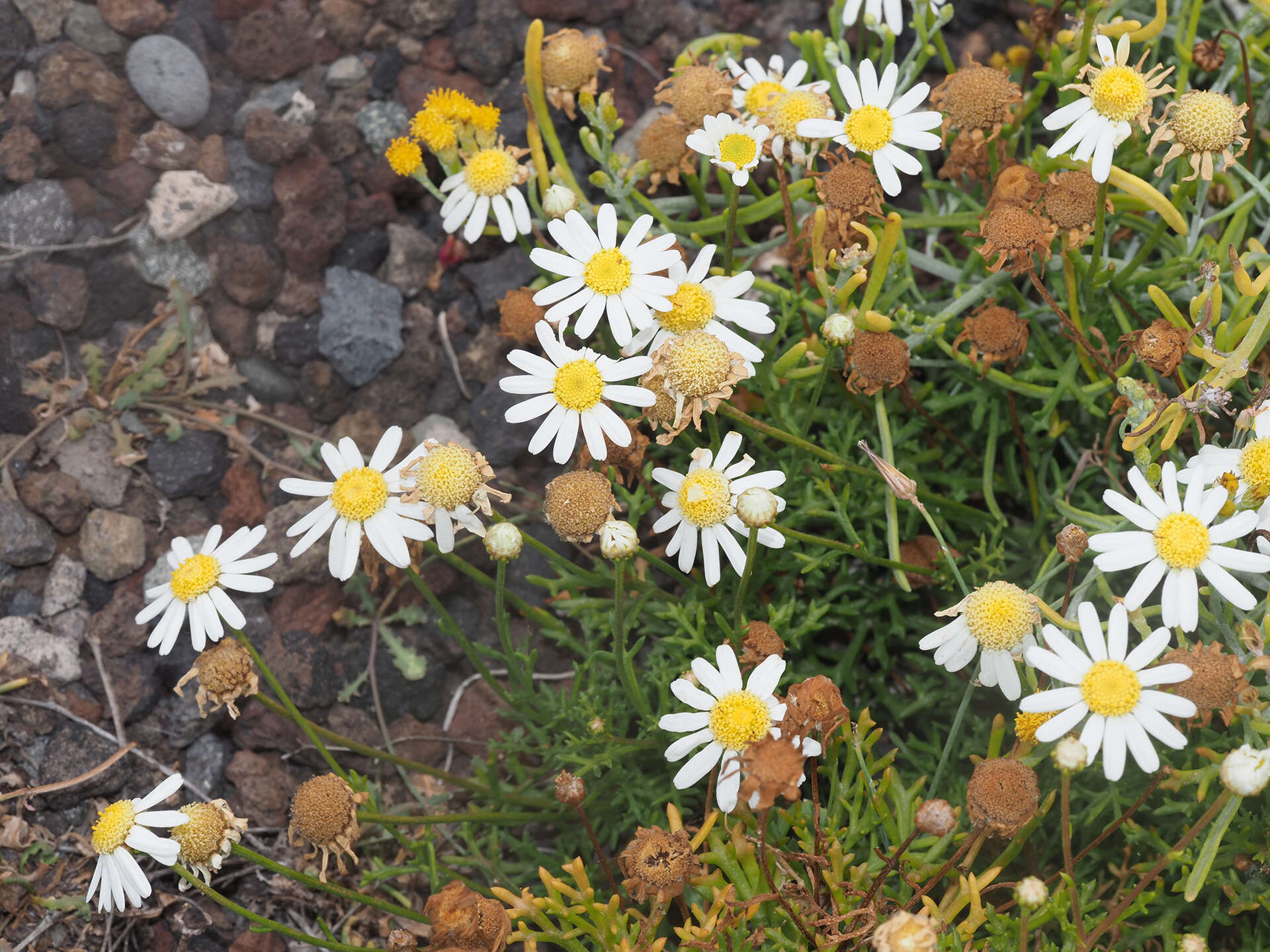 Image of Argyranthemum frutescens subsp. canariae (Christ.) Humphr.