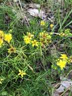 Image of sandhill St. Johnswort