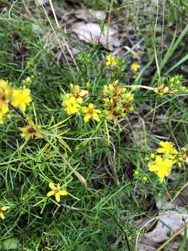 Image de Hypericum lloydii (Svenson) P. Adams