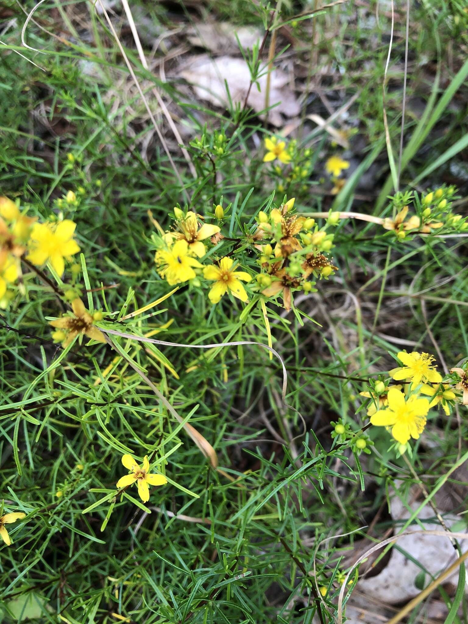 Image of sandhill St. Johnswort