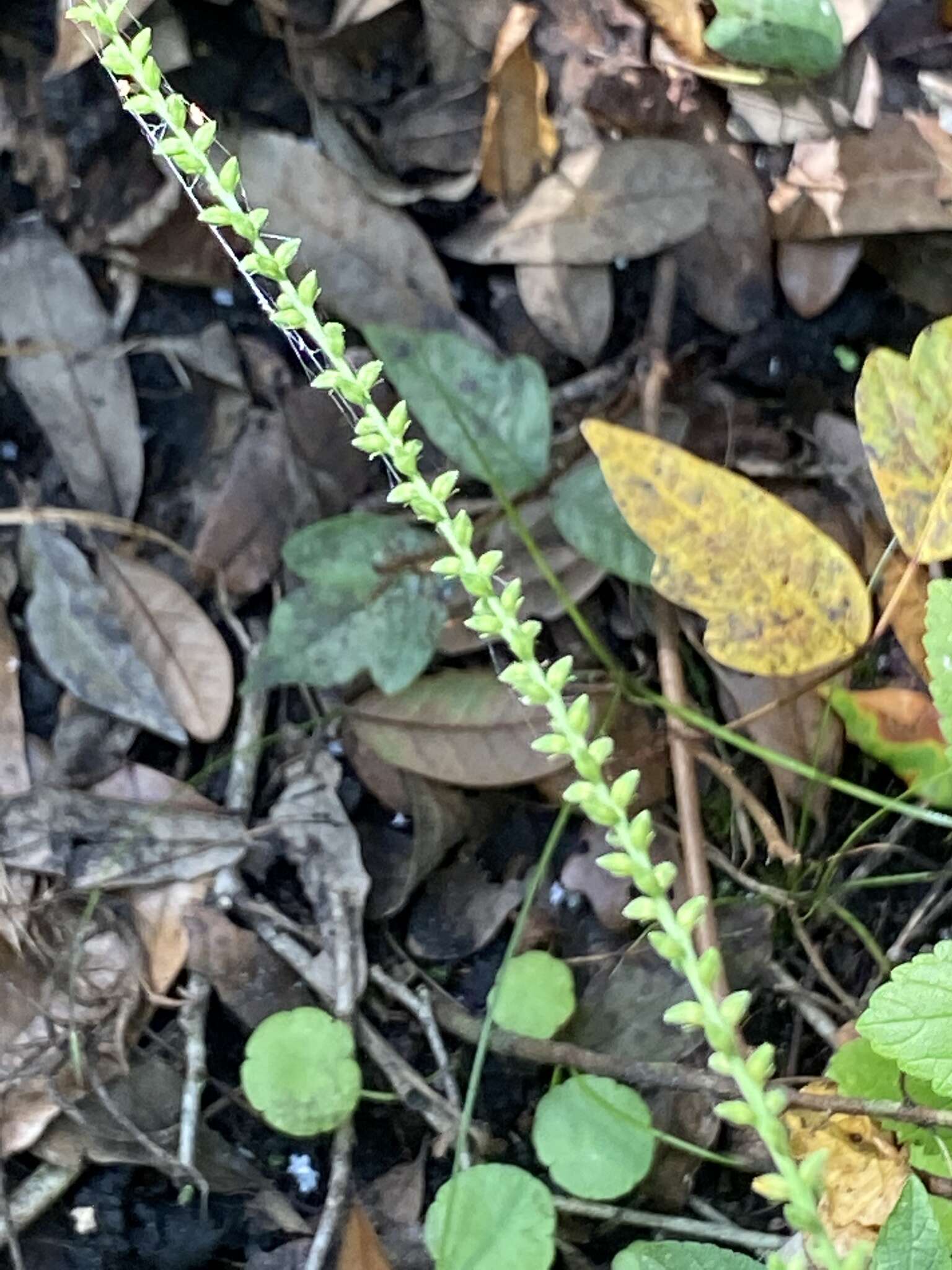 Image of Sandpaper Vervain