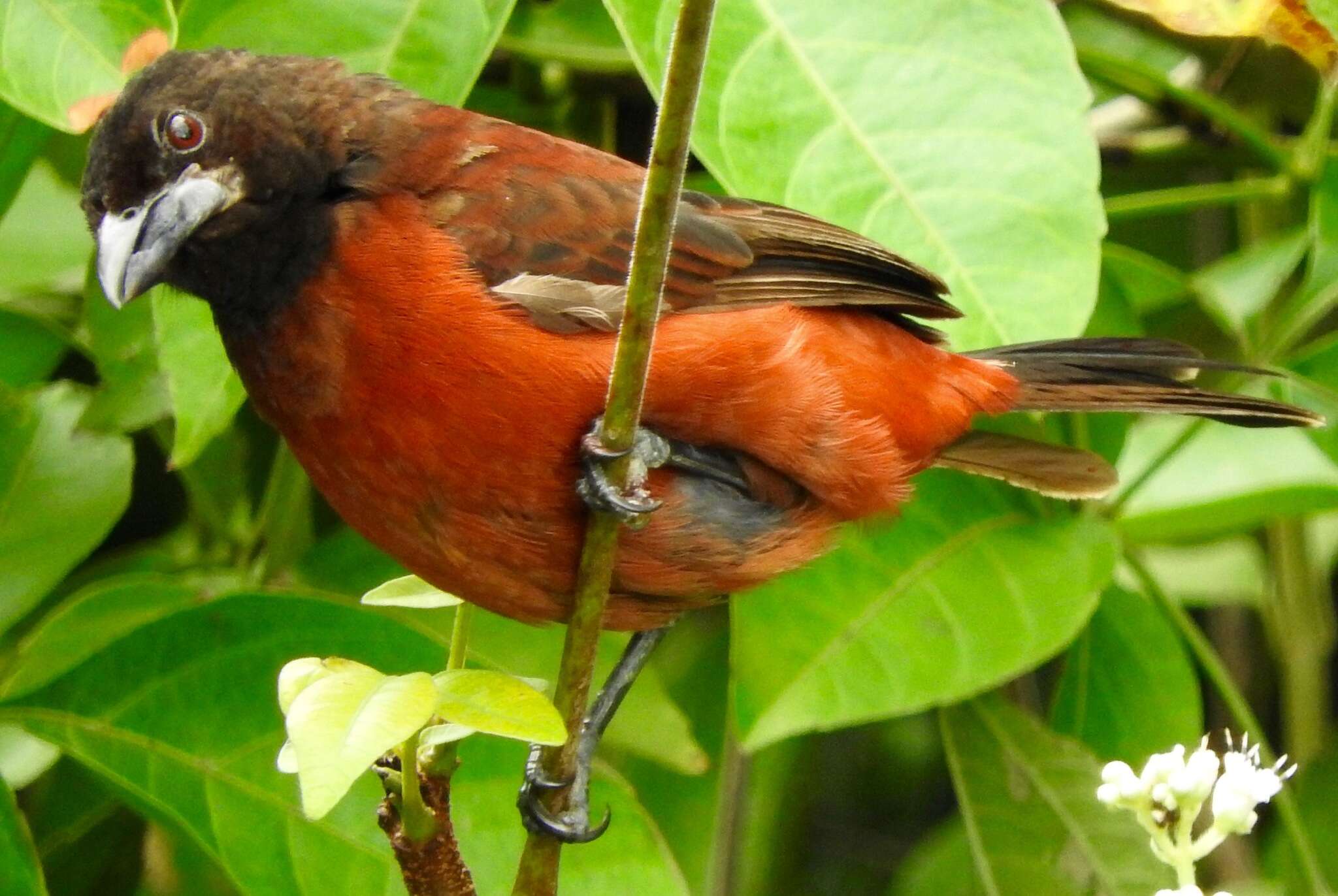 Image of Crimson-backed Tanager