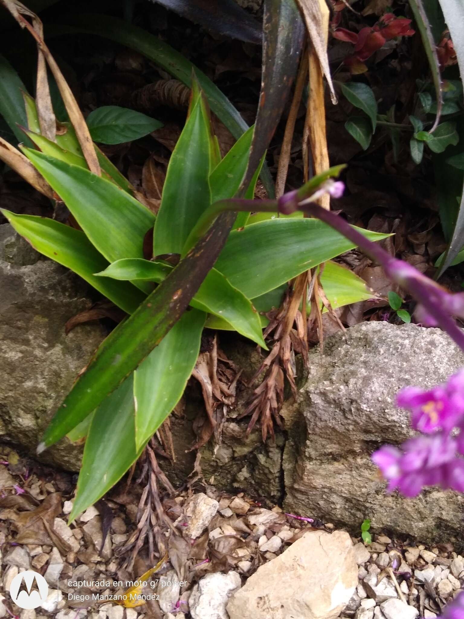 Image of Callisia warszewicziana (Kunth & C. D. Bouché) D. R. Hunt