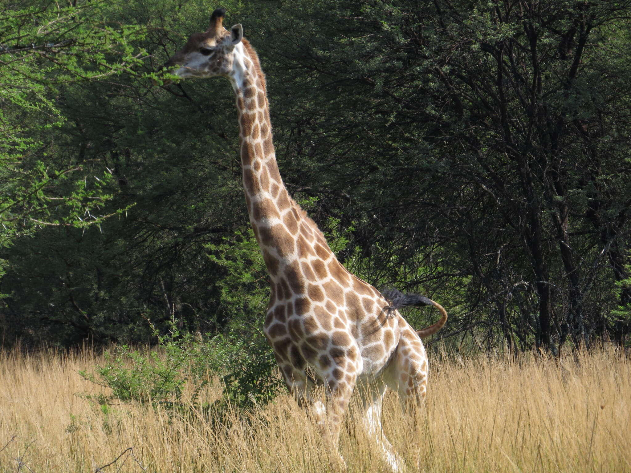 Image of Southern giraffe