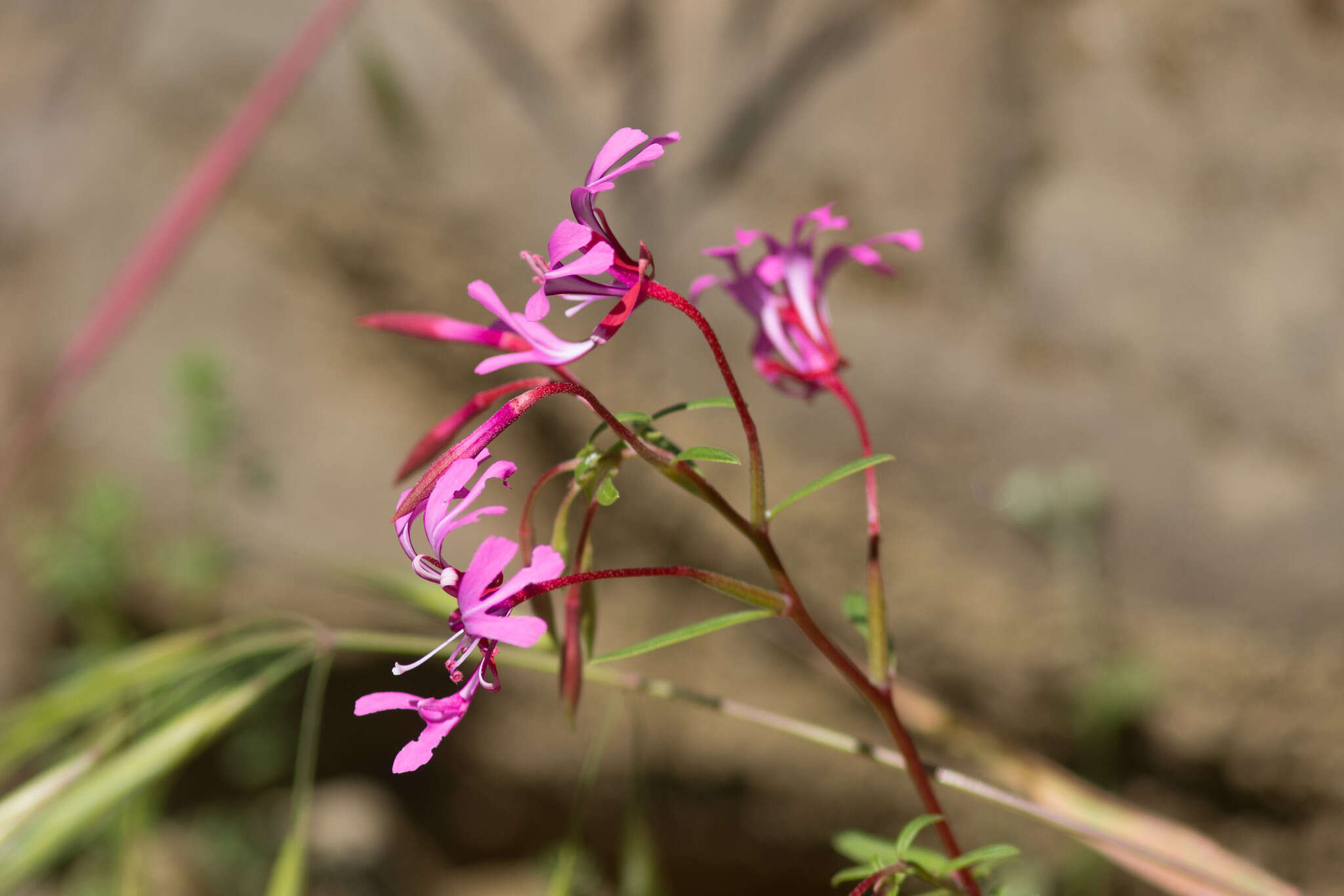 Plancia ëd Clarkia concinna (Fisch. & Mey.) Greene