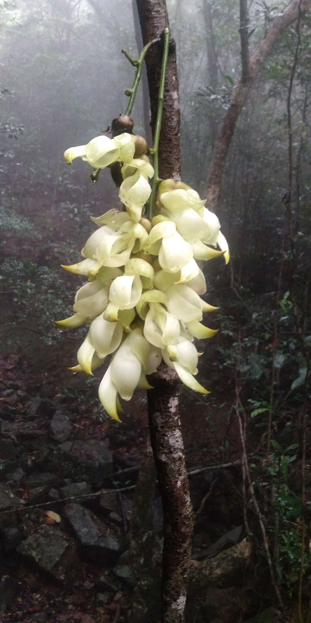 Слика од Mucuna birdwoodiana Tutcher