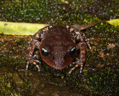 Image de Leptobrachium promustache (Rao, Wilkinson & Zhang 2006)