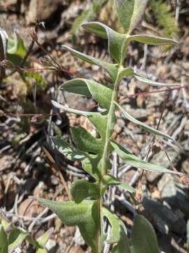 Image of silky balsamroot