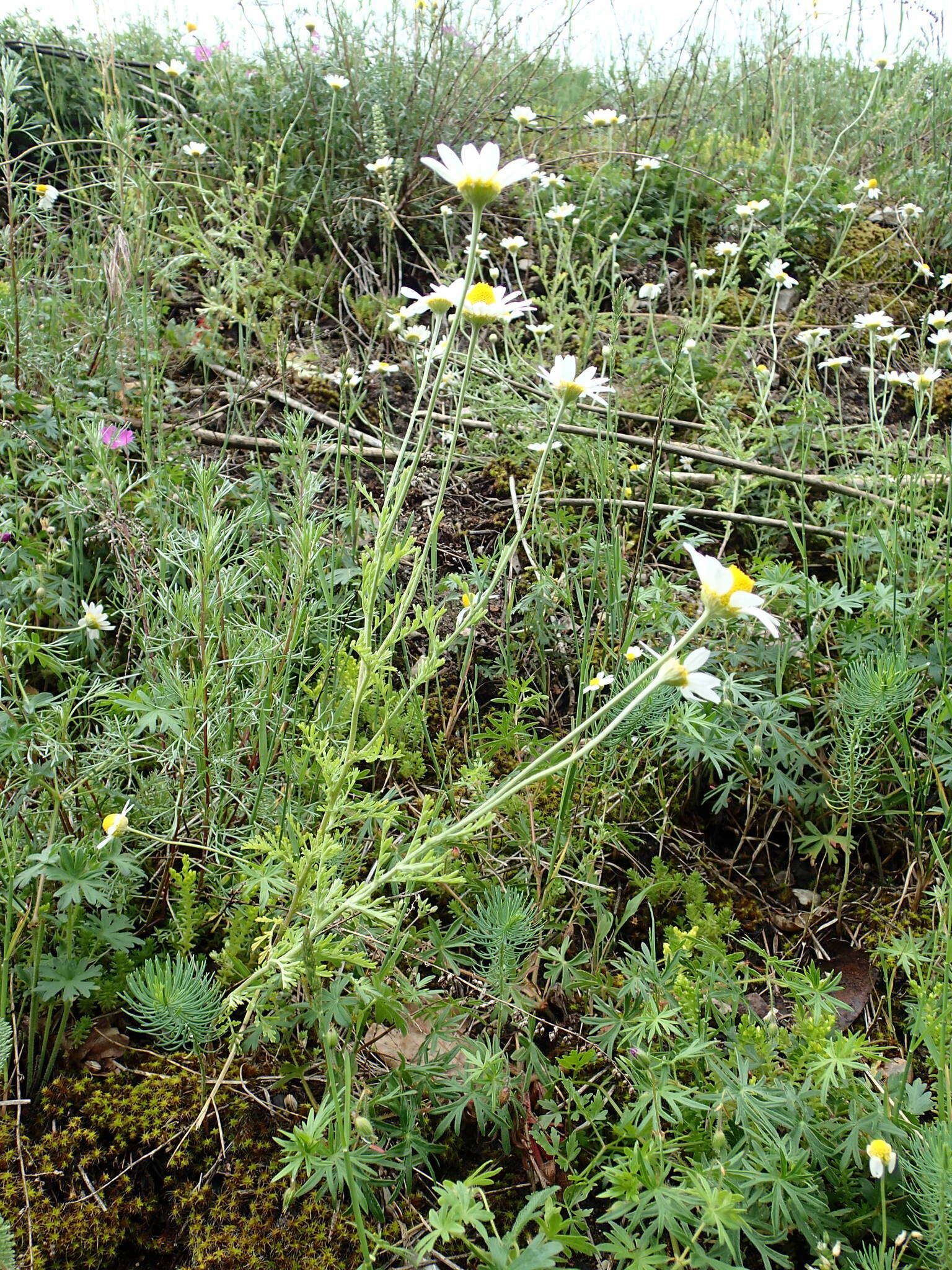 Anthemis ruthenica M. Bieb.的圖片