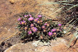 Image of Delosperma purpureum H. E. K. Hartmann