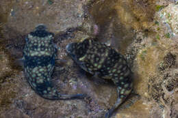 Image of Gangetic pufferfish