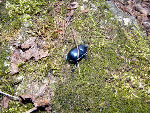 Image of <i>Geotrupes vernalis</i>