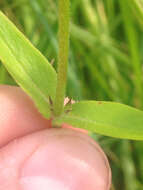 Imagem de Phlox pilosa subsp. sangamonensis D. A. Levin & D. M. Sm.