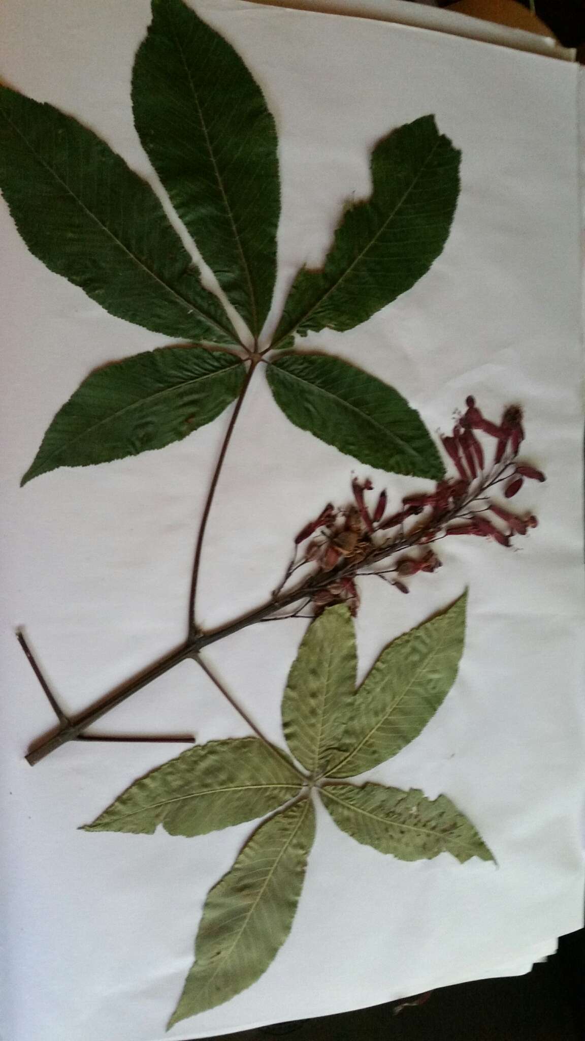 Imagem de Aesculus pavia L.