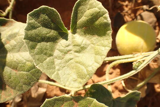 Image of Cucumis sagittatus Peyr. apud Wawra & Peyr.