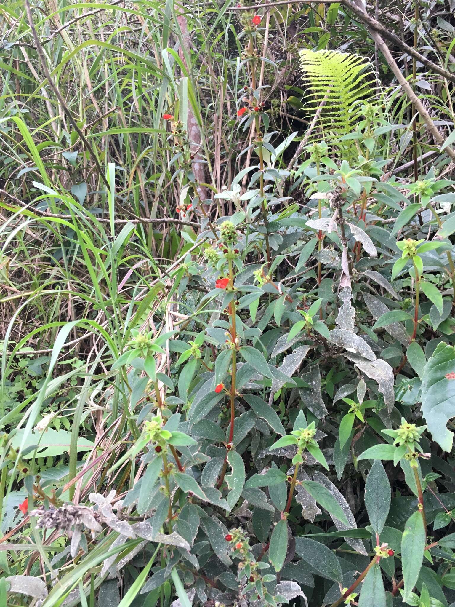 Image of Kohleria spicata (Kunth) Oerst.