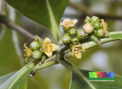 Image of Gray Mangrove