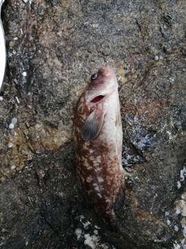 Image of Blackfin soapfish
