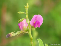 Tephrosia purpurea subsp. purpurea的圖片