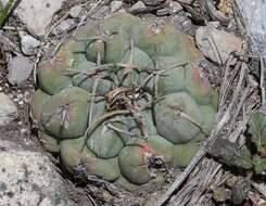 Image of Thelocactus hexaedrophorus subsp. hexaedrophorus