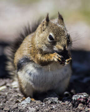 Sivun Tamiasciurus hudsonicus regalis A. H. Howell 1936 kuva