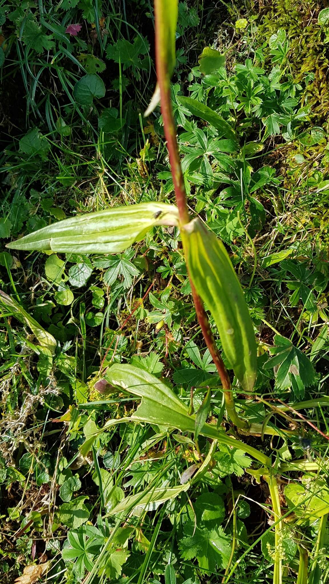 Image of Gentiana purpurea L.