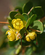 Image of Cretan Barberry